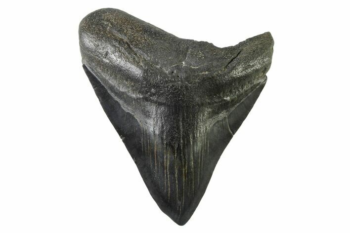 Fossil Megalodon Tooth - South Carolina #333600